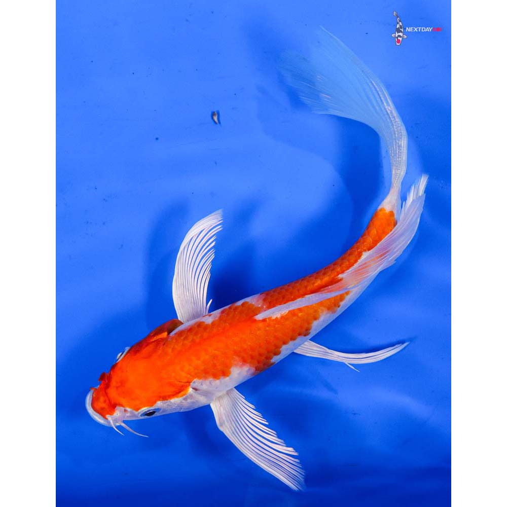 6.5” Imported Hariwake Butterfly Koi