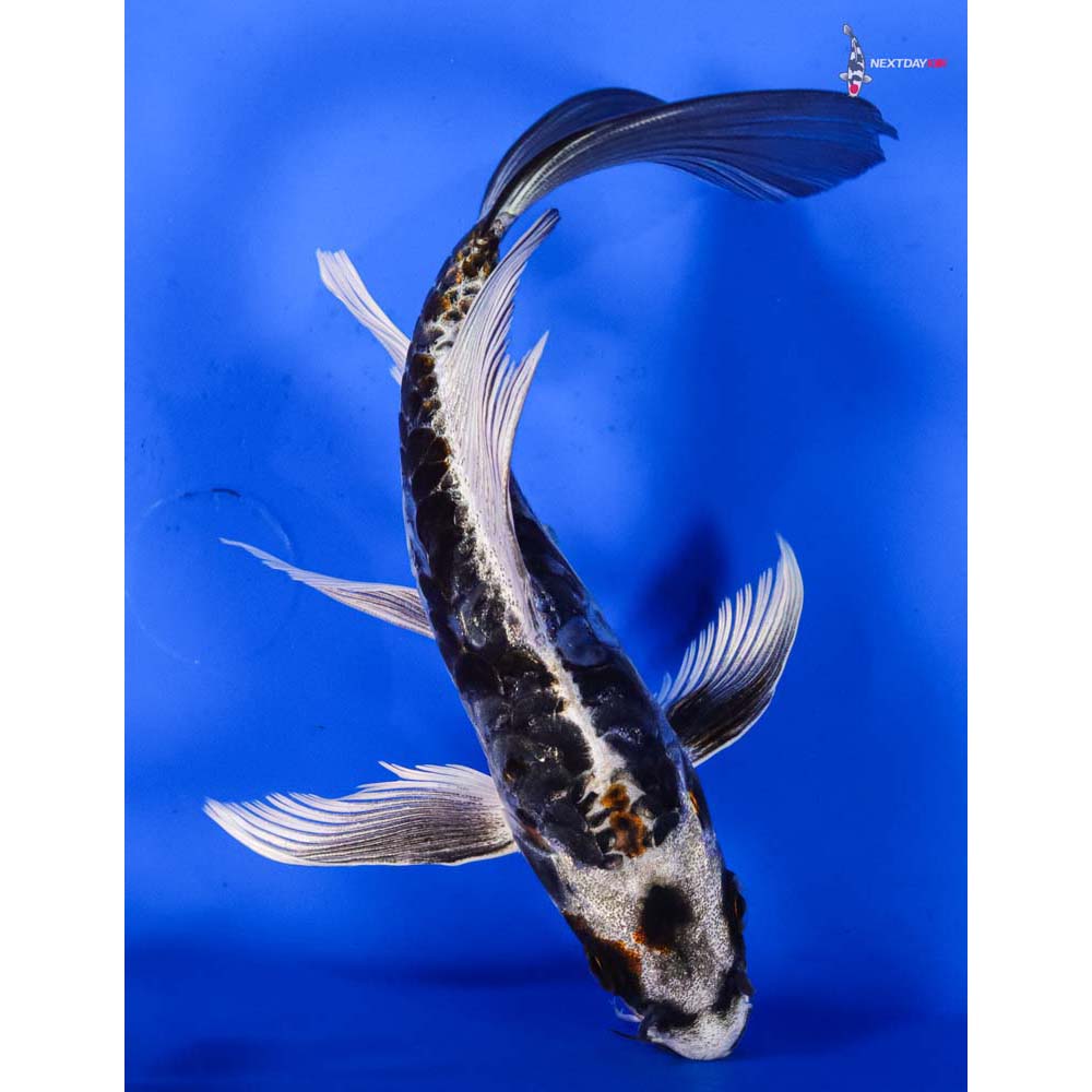 7” Imported Kikokuryu Butterfly Koi