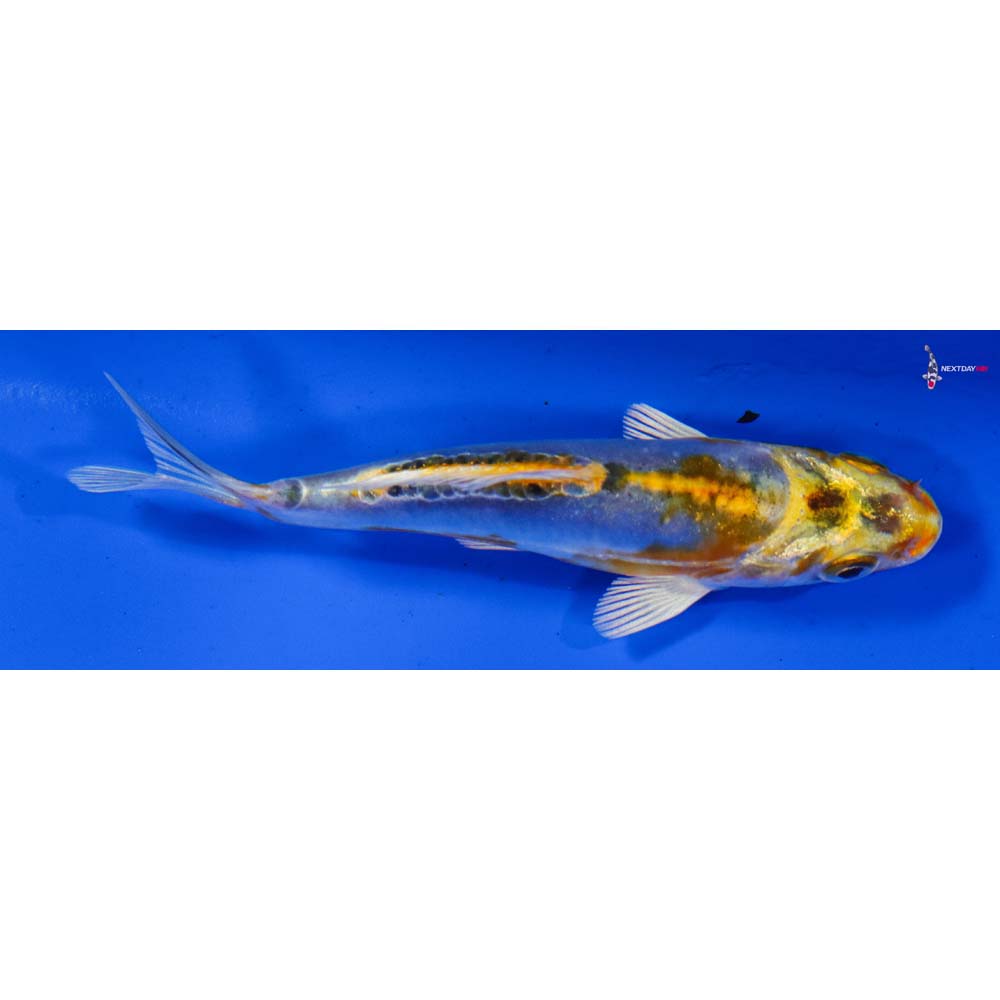 3.5” Imported Doitsu Blue Kujaku