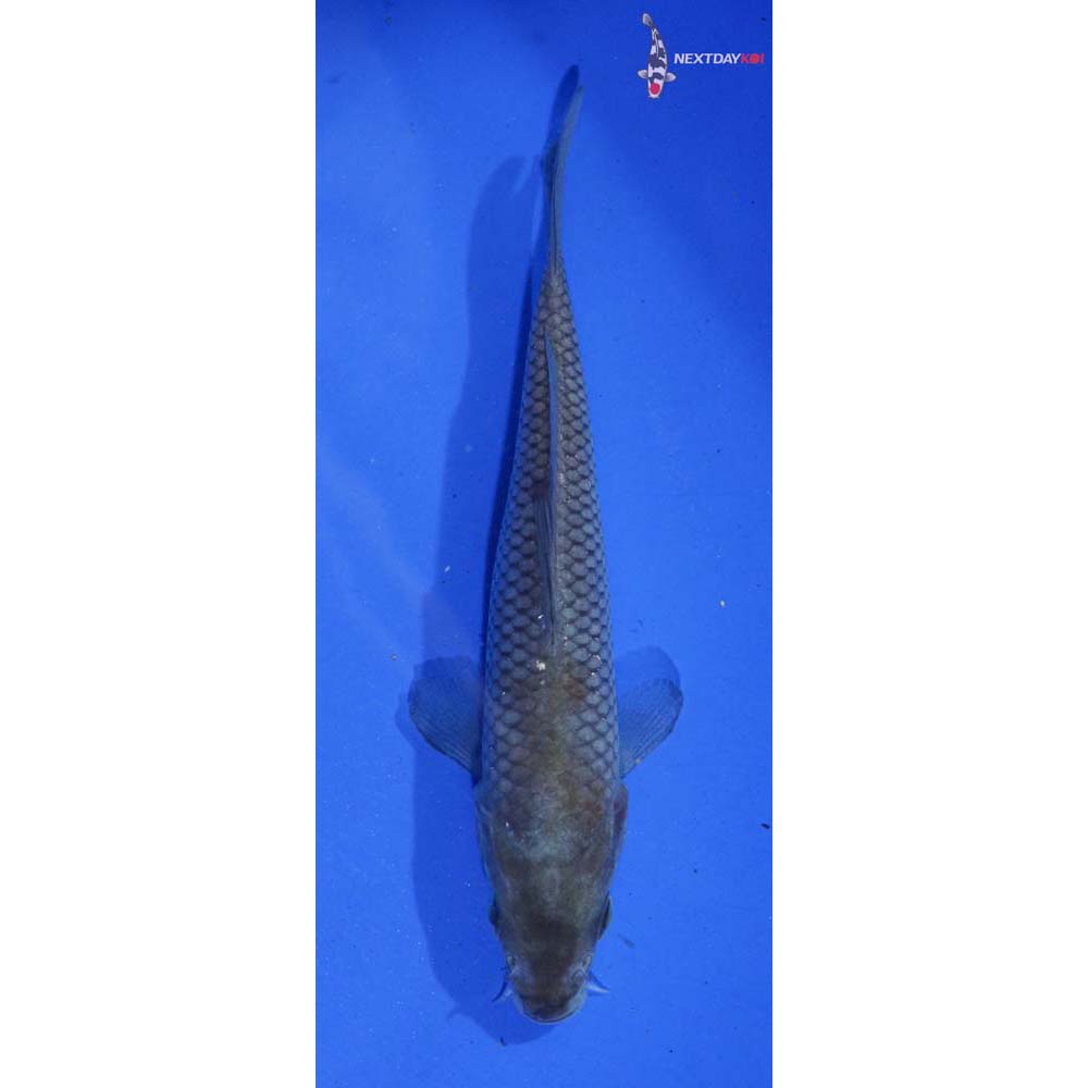 4.5” Imported Ochiba Shigure