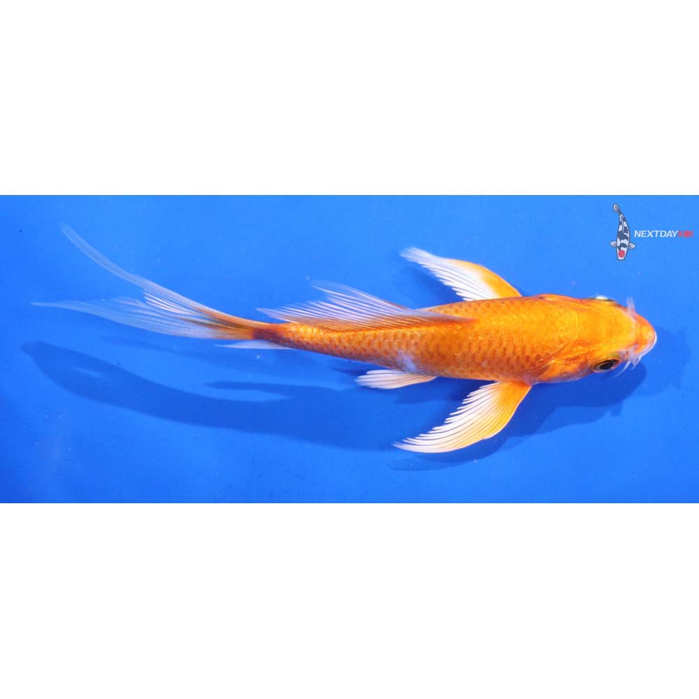 4.5” Imported Hariwake Butterfly Koi