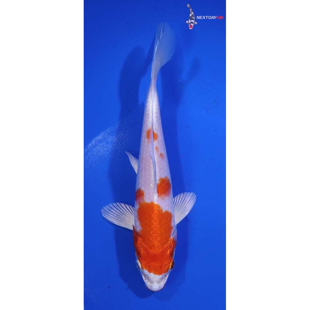 6.5” Imported Hariwake