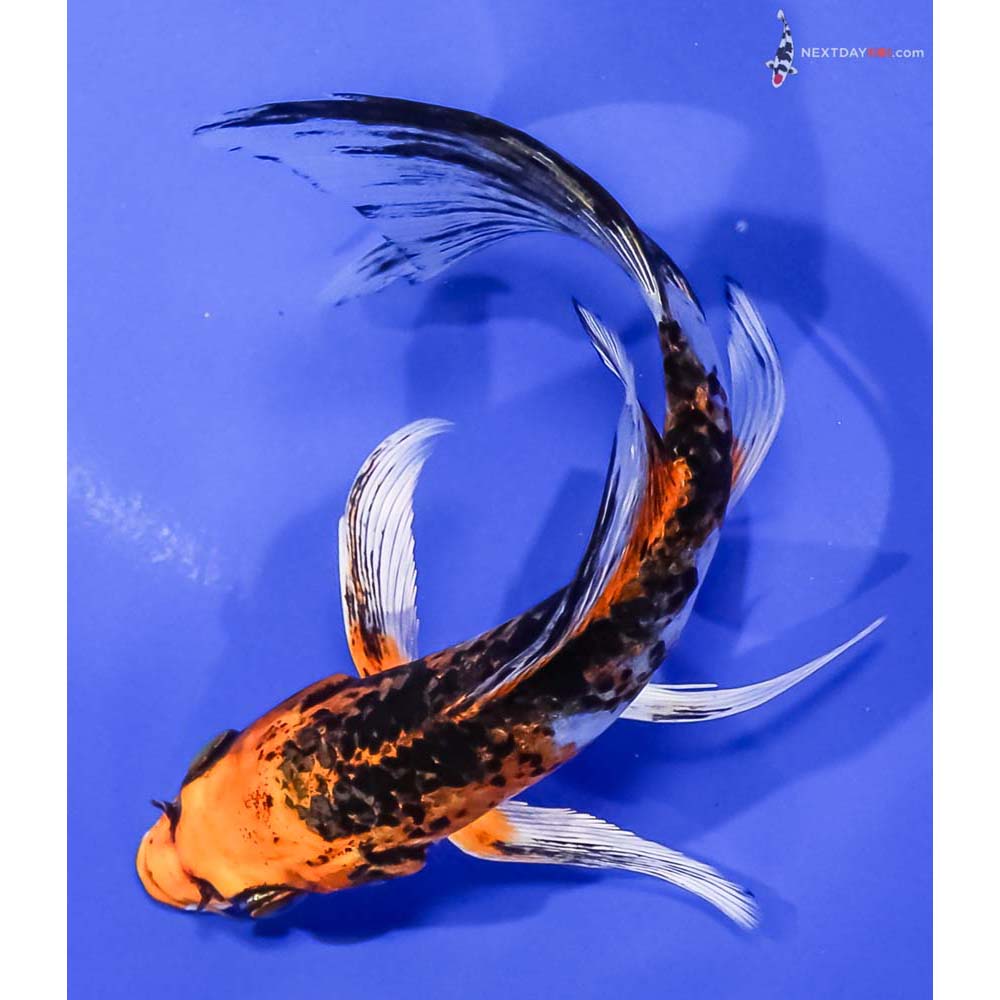 6” Imported Kujaku Butterfly Koi
