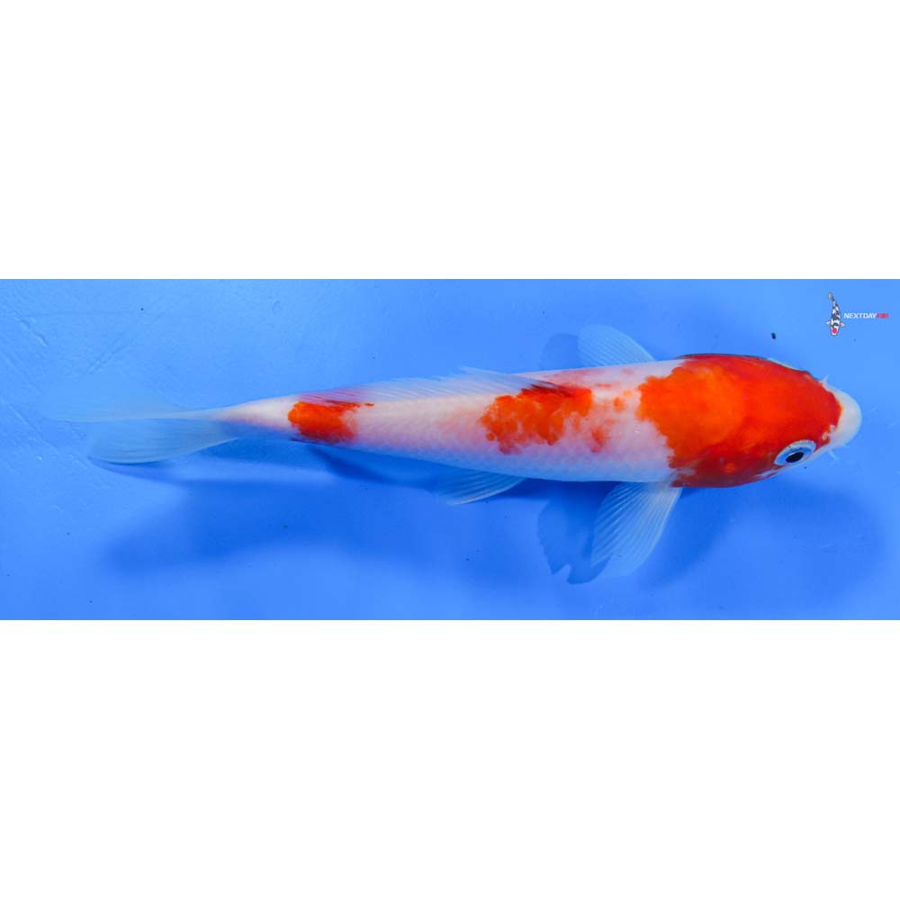 6” Imported Kohaku
