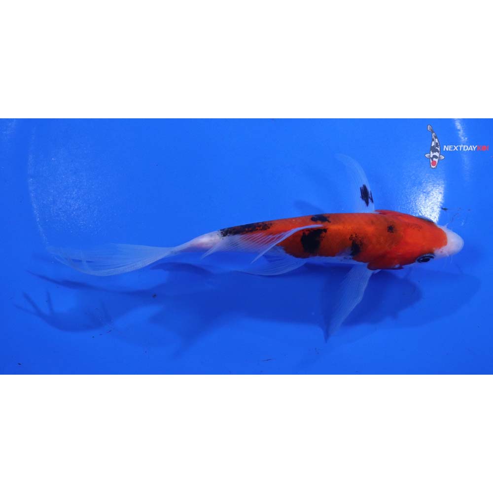 5.5” Imported Sanke Butterfly Koi