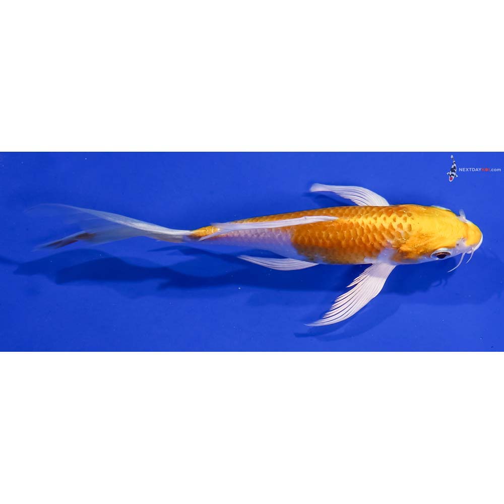 5.5” Imported Lemon Hariwake Butterfly Koi