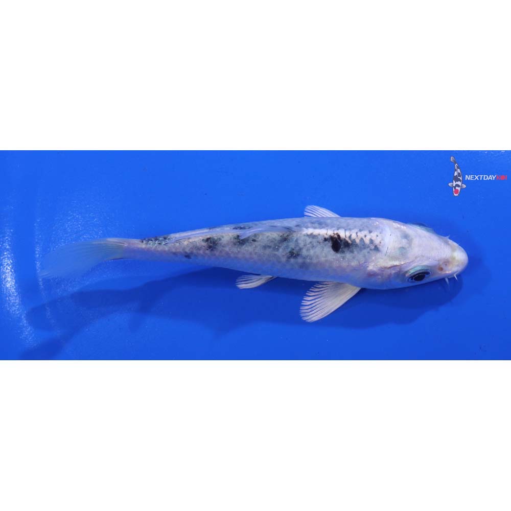 4.5” Imported Gin Shiro Bekko