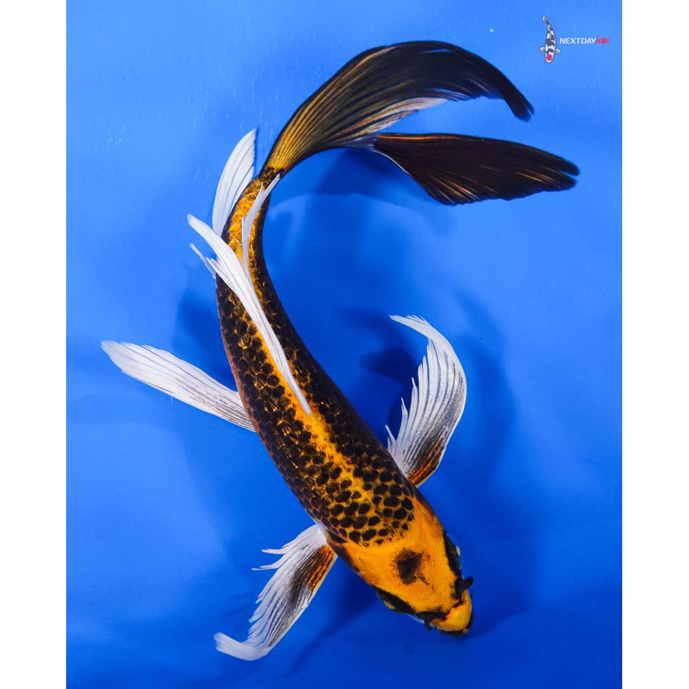 8” Imported Orenji Matsuba Butterfly Koi