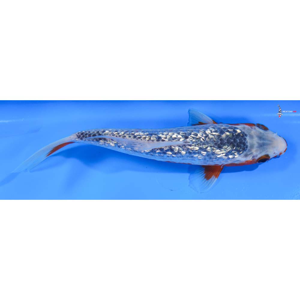 7.5” Imported Gin Rin Asagi