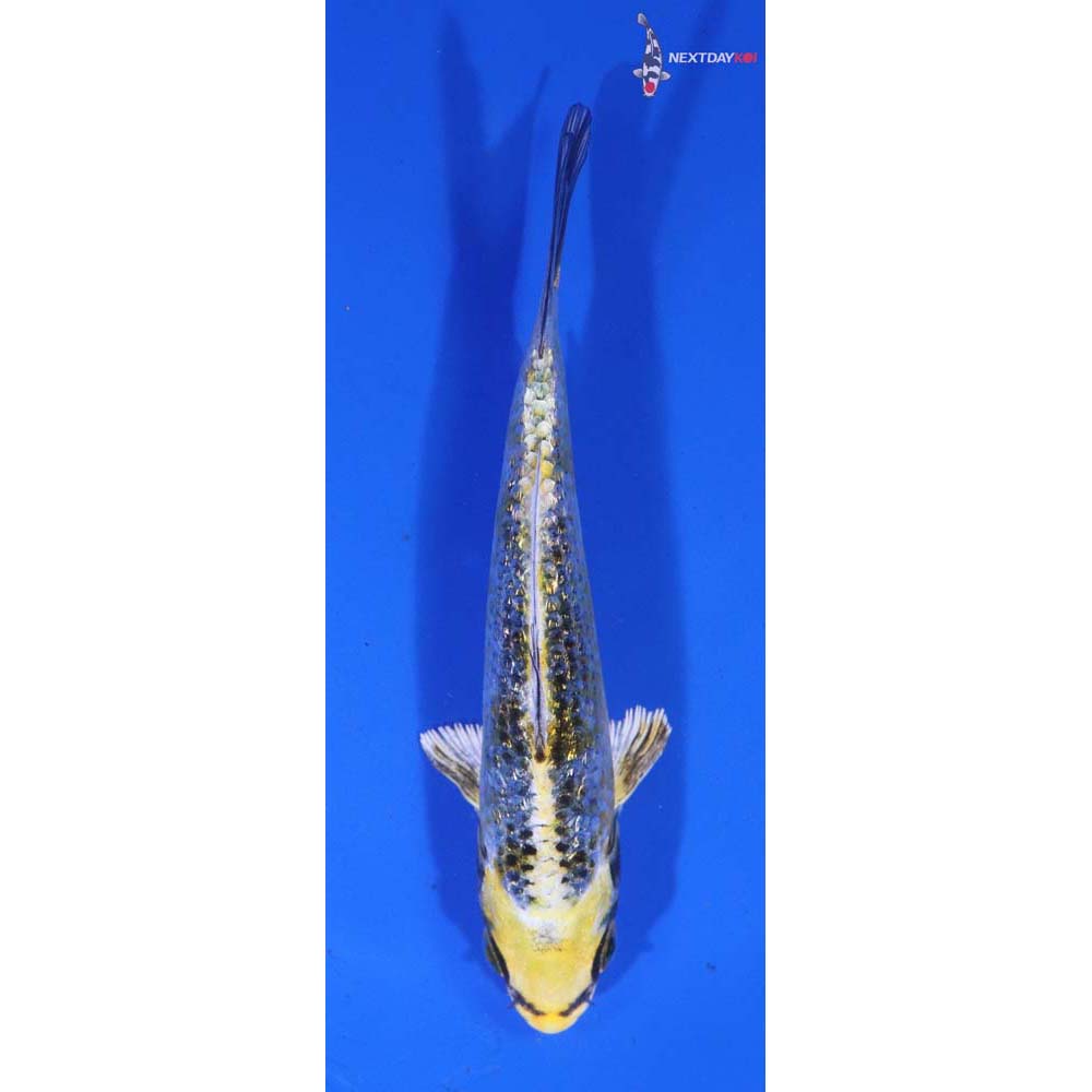 5” Imported Gin Rin Kujaku