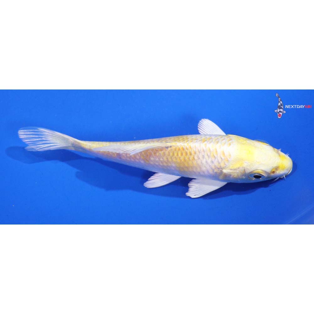 4” Imported Lemon Hariwake