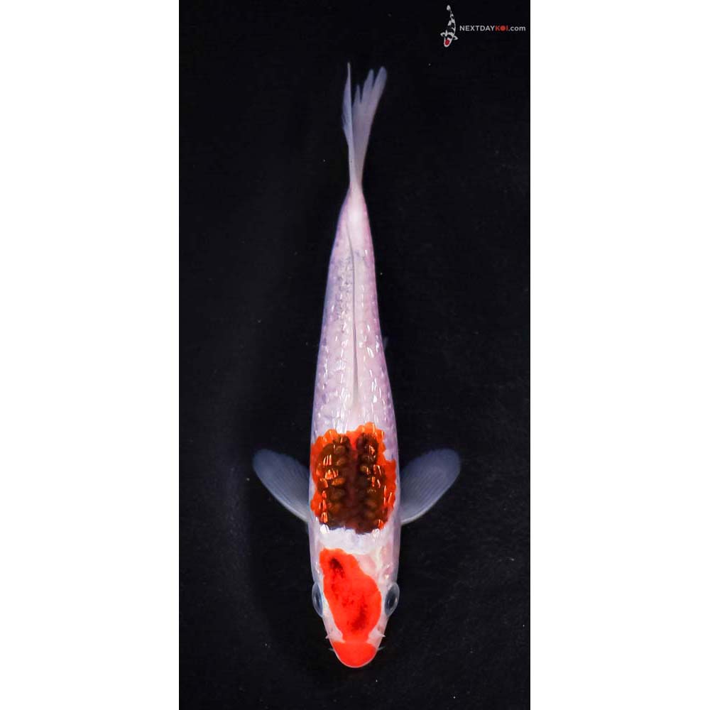 5.5” Imported Gin Rin Goromo