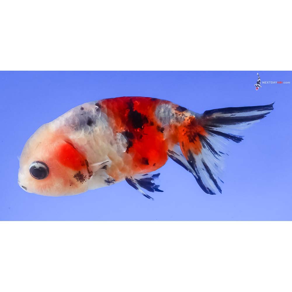 3” Imported Calico Ranchu