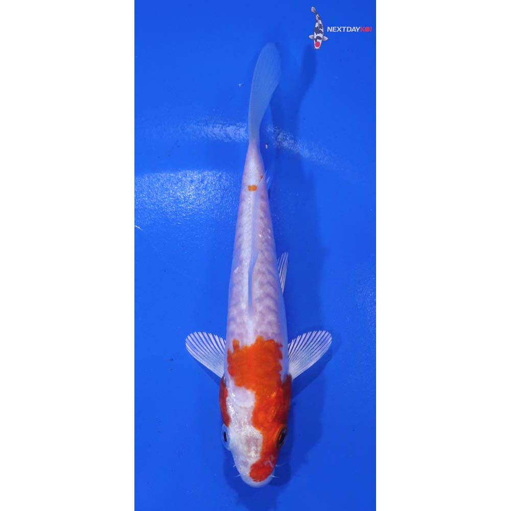 4.5” Imported Kikusui
