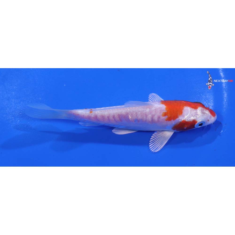 4.5” Imported Kikusui