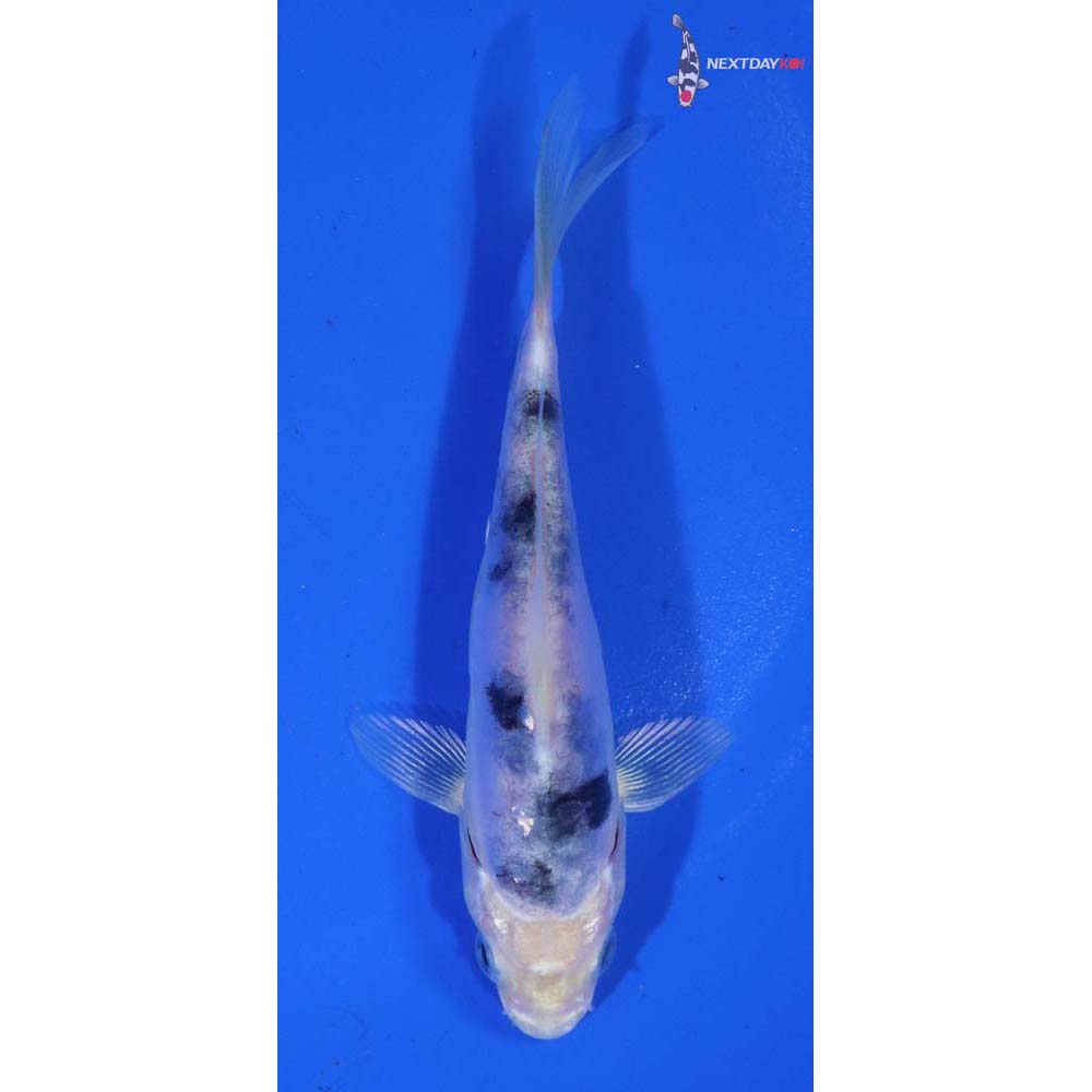 4.5” Imported Doitsu Gin Shiro Bekko