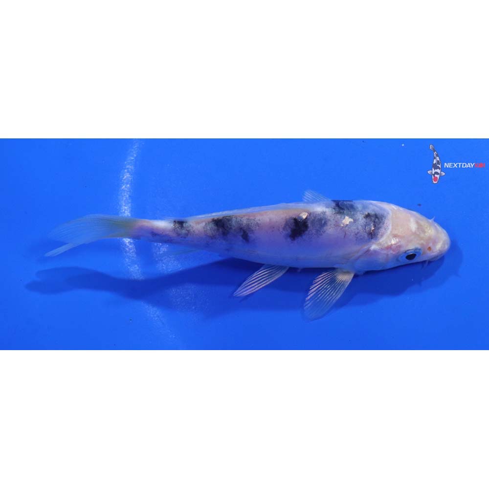 4.5” Imported Doitsu Gin Shiro Bekko