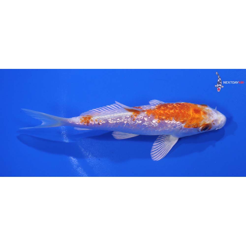 4.5” Imported Gin Rin Hariwake