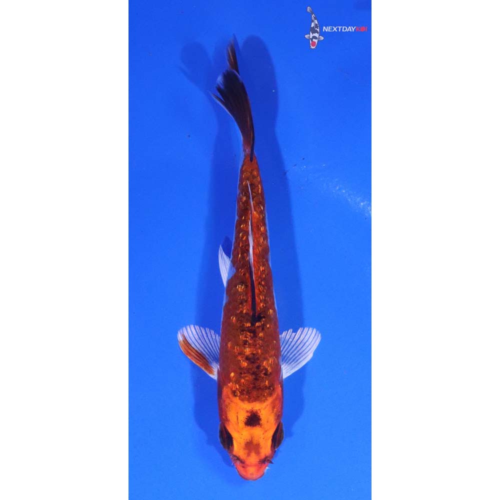 4” Imported Gin Rin Kujaku