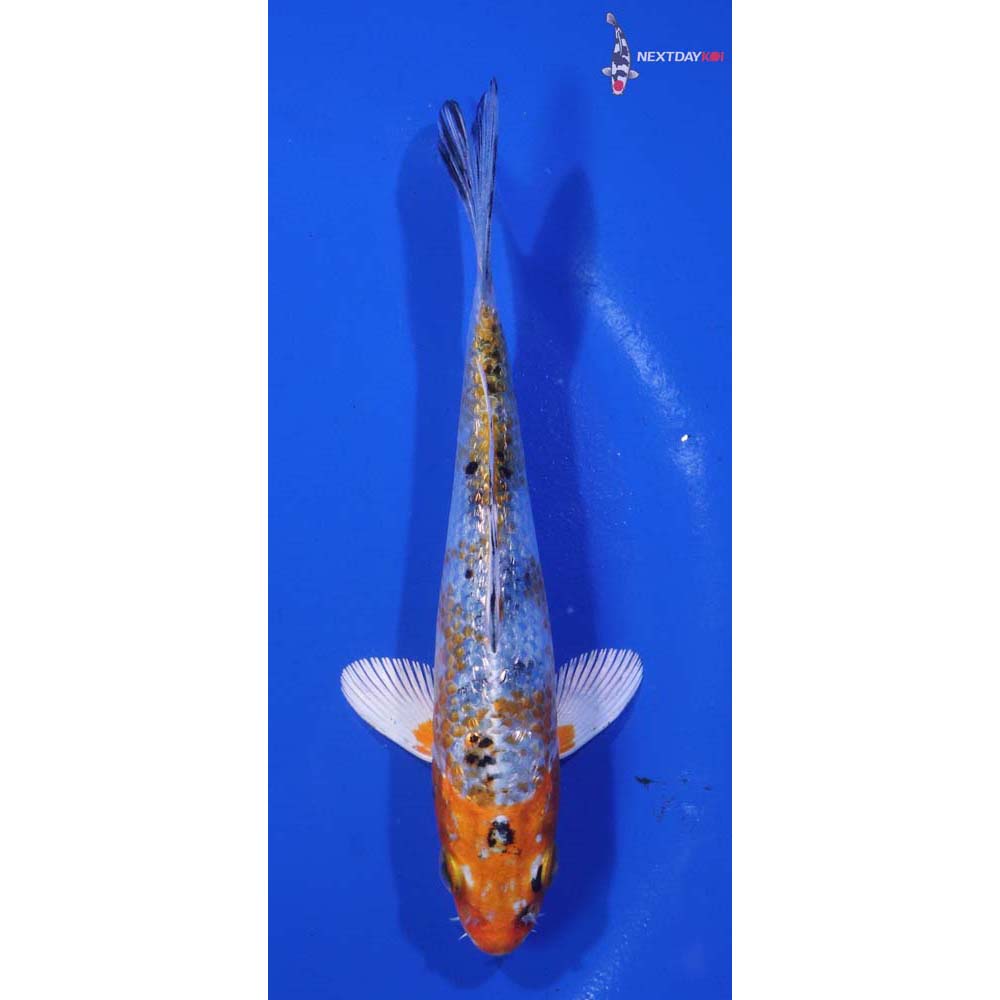 4.5” Imported Gin Rin Yamato Nishiki