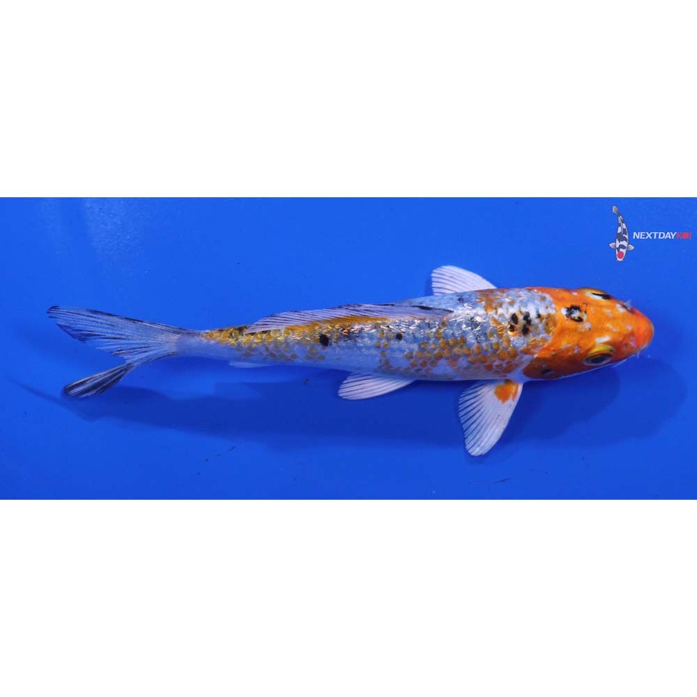 4.5” Imported Gin Rin Yamato Nishiki