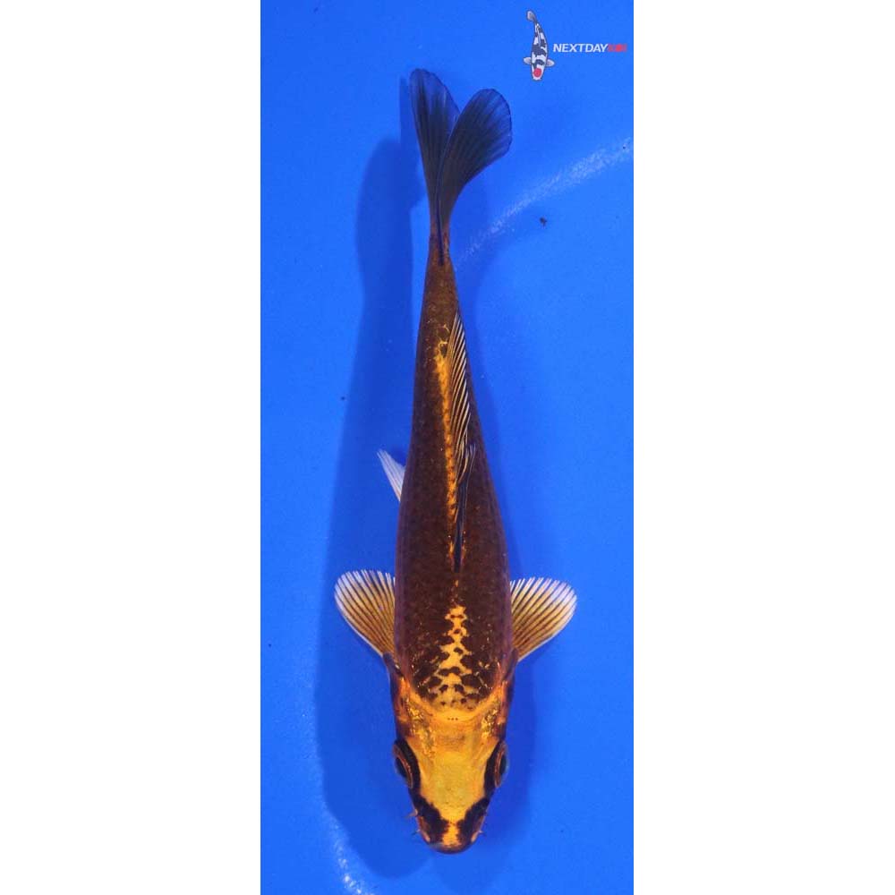 4.5” Imported Orenji Matsuba