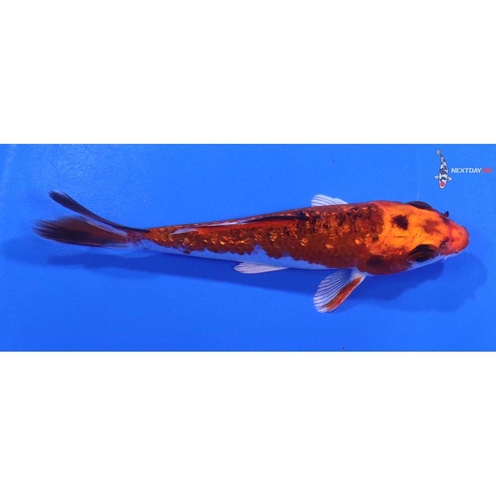 4” Imported Gin Rin Kujaku