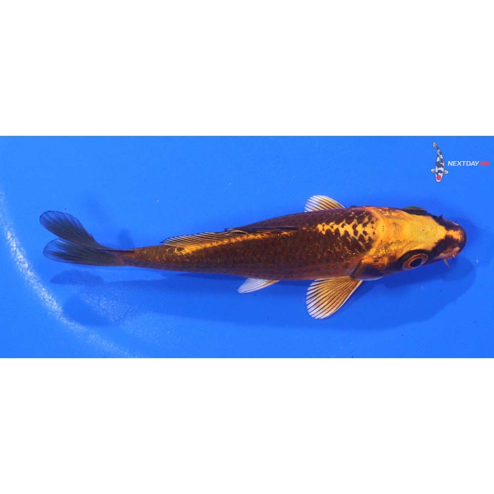 4.5” Imported Orenji Matsuba