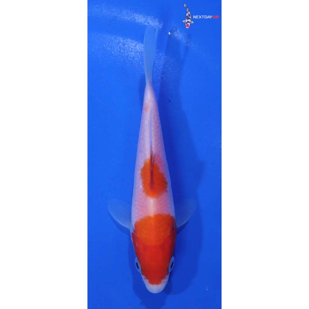 4.5” Imported Kohaku