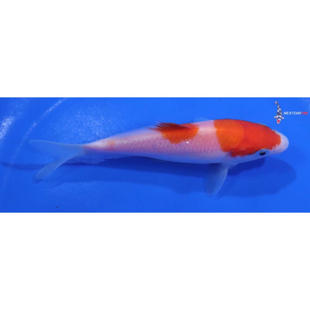 4.5” Imported Kohaku