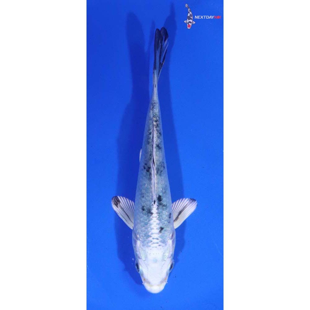 4.5” Imported Gin Shiro Bekko