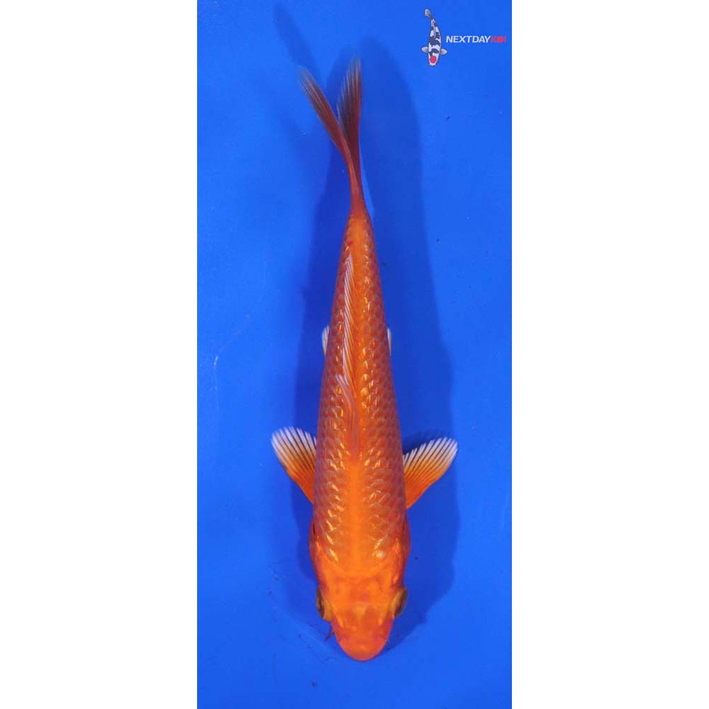 4.5” Imported Gin Rin Orenji Ogon