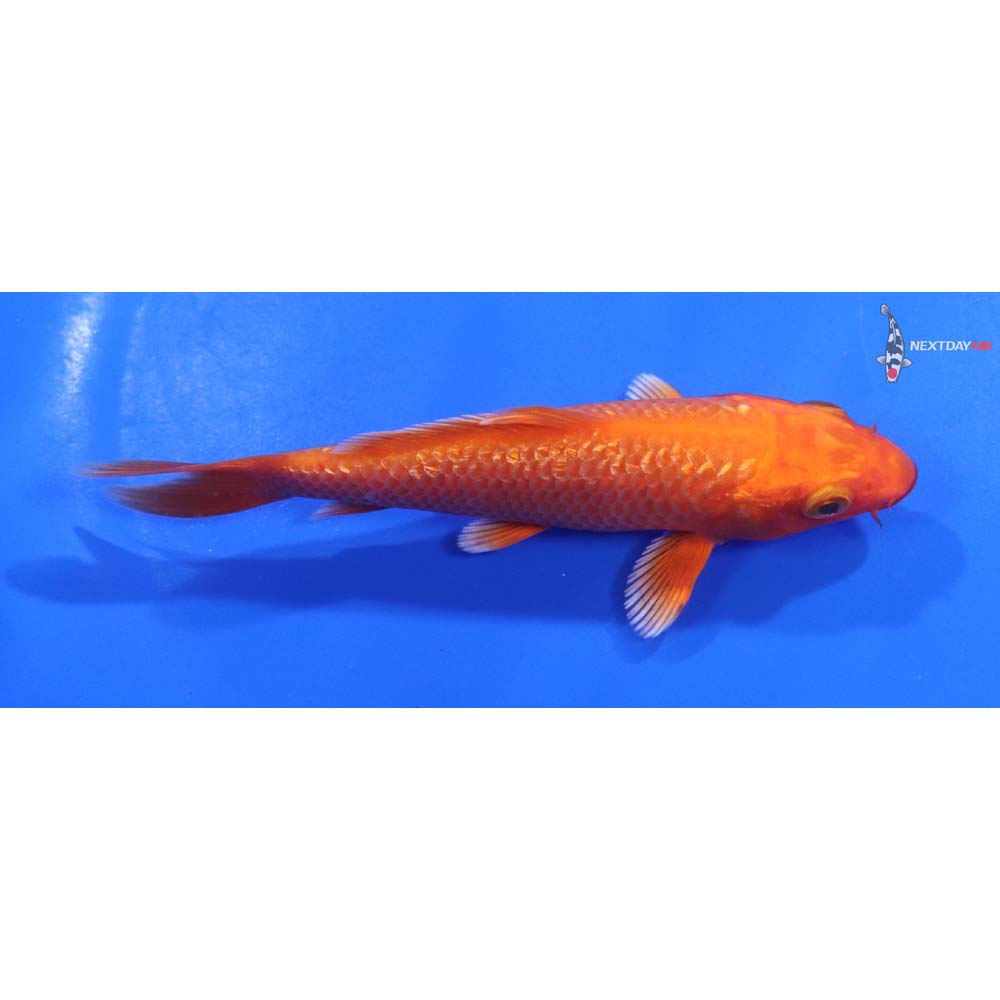 4.5” Imported Gin Rin Orenji Ogon