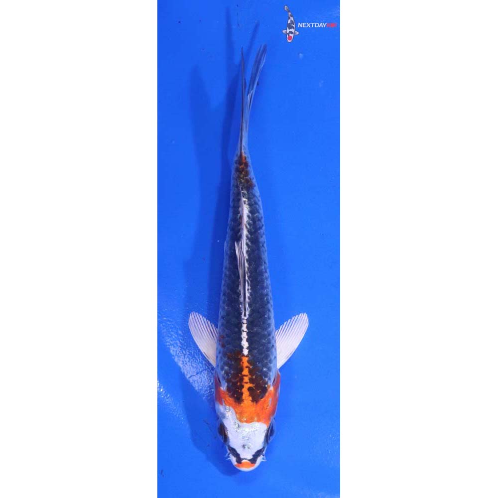 5” Imported Kujaku