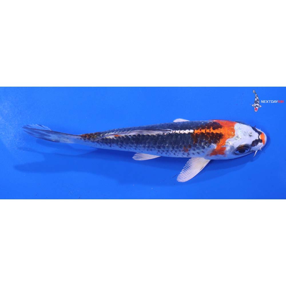 5” Imported Kujaku