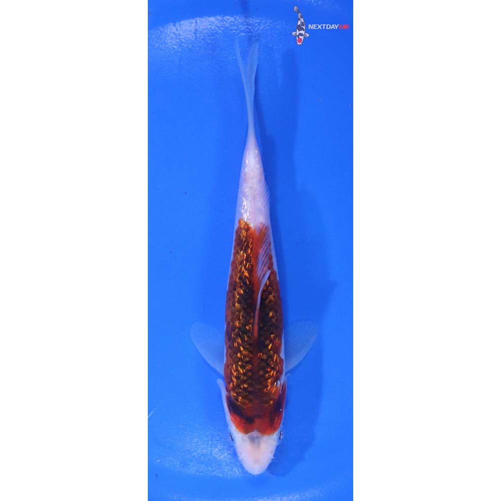 5” Imported Gin Rin Goromo