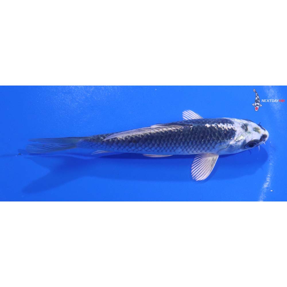 5” Imported Gin Matsuba