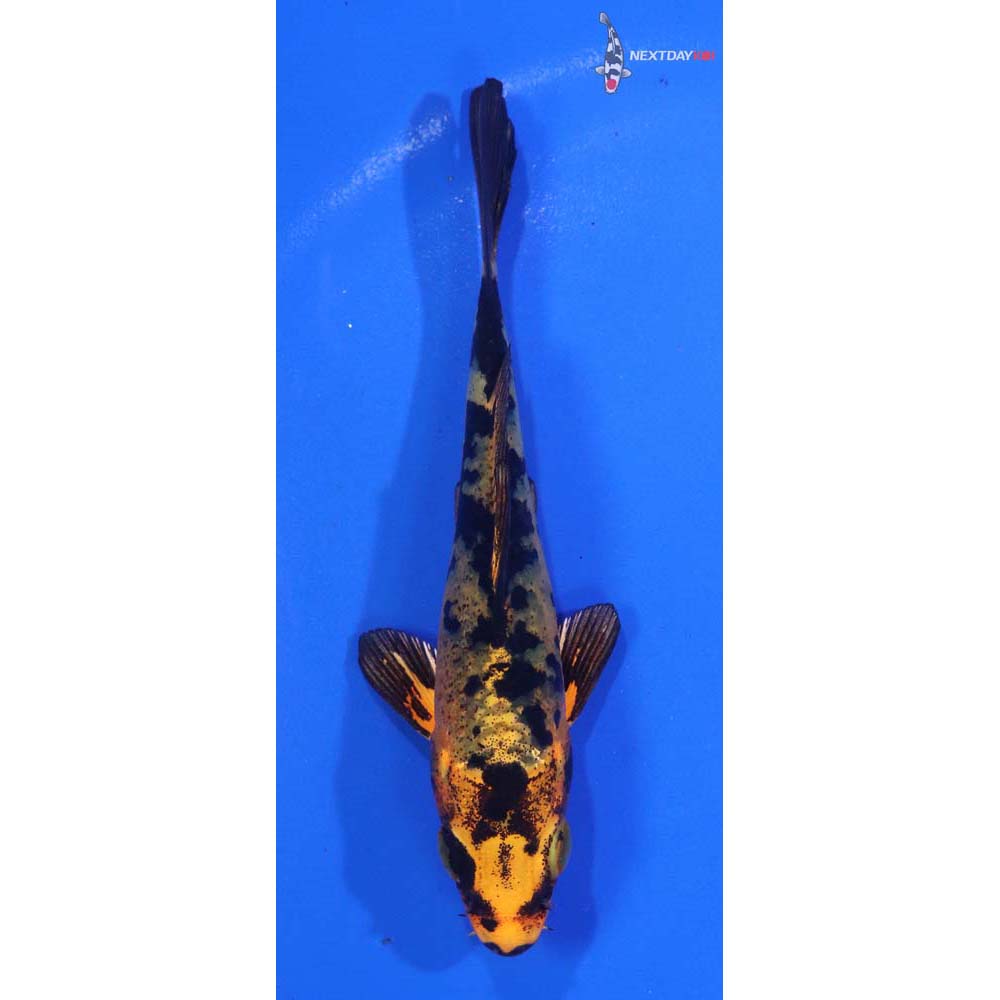 4” Imported Kin Aka Bekko