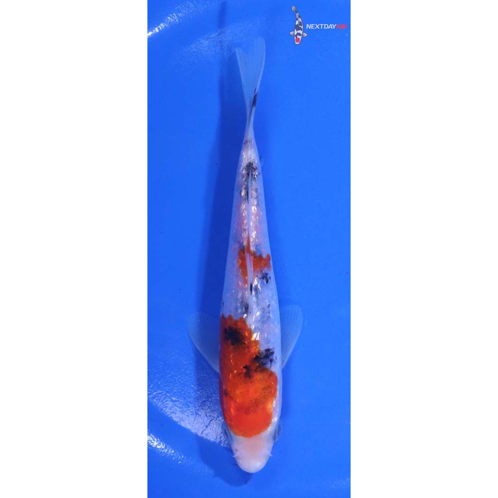 5” Imported Gin Rin Sanke