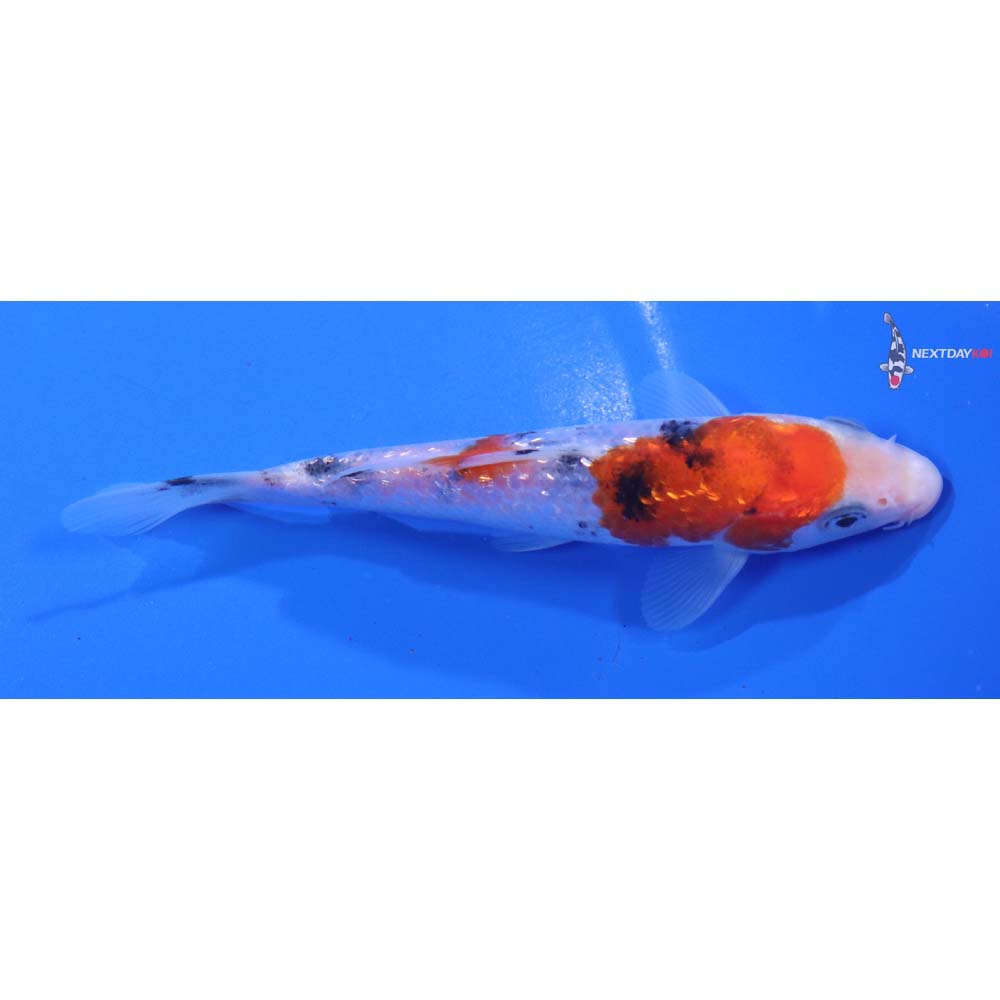 5” Imported Gin Rin Sanke