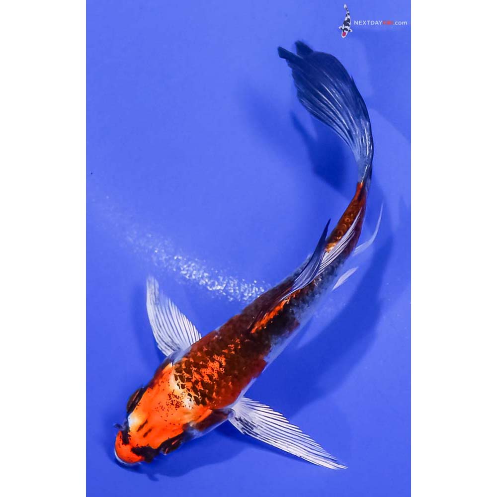 4.5” Imported Kujaku Butterfly Koi