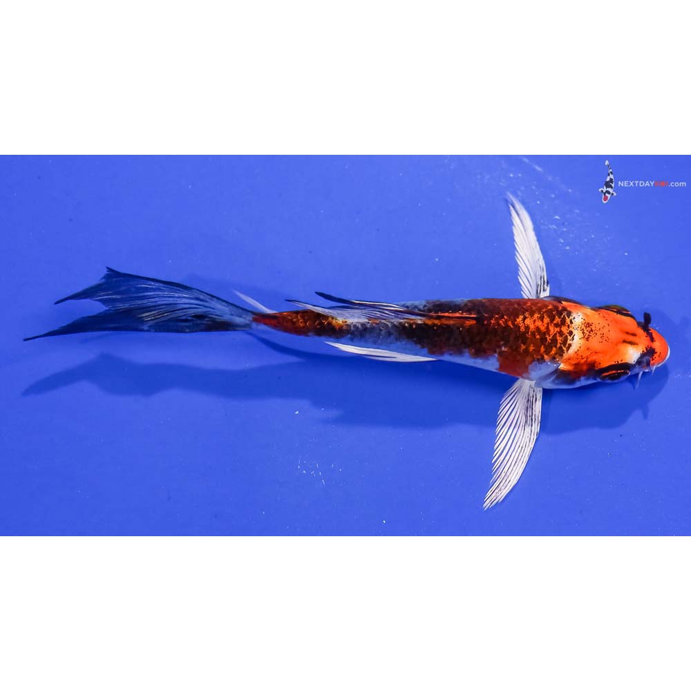 4.5” Imported Kujaku Butterfly Koi