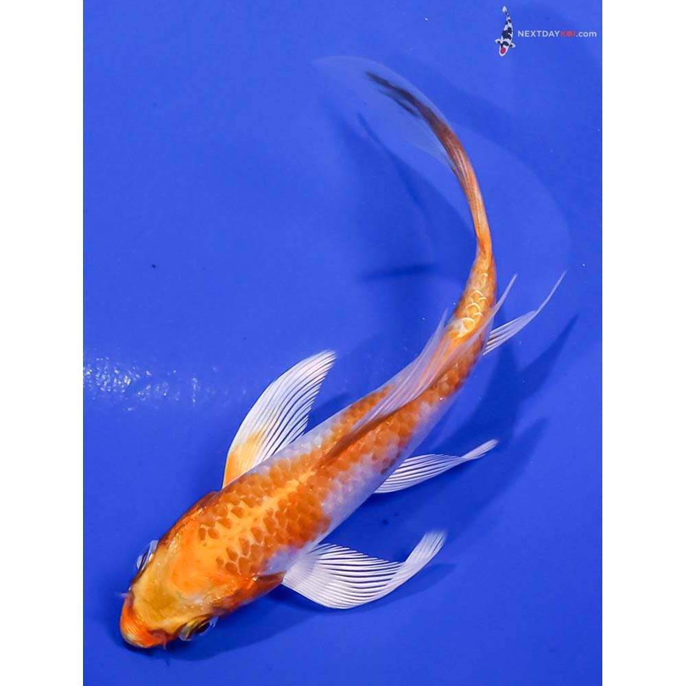 4.5” Imported Lemon Hariwake Butterfly Koi