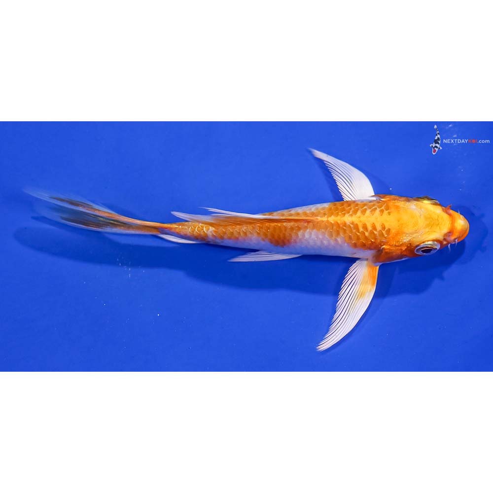 4.5” Imported Lemon Hariwake Butterfly Koi
