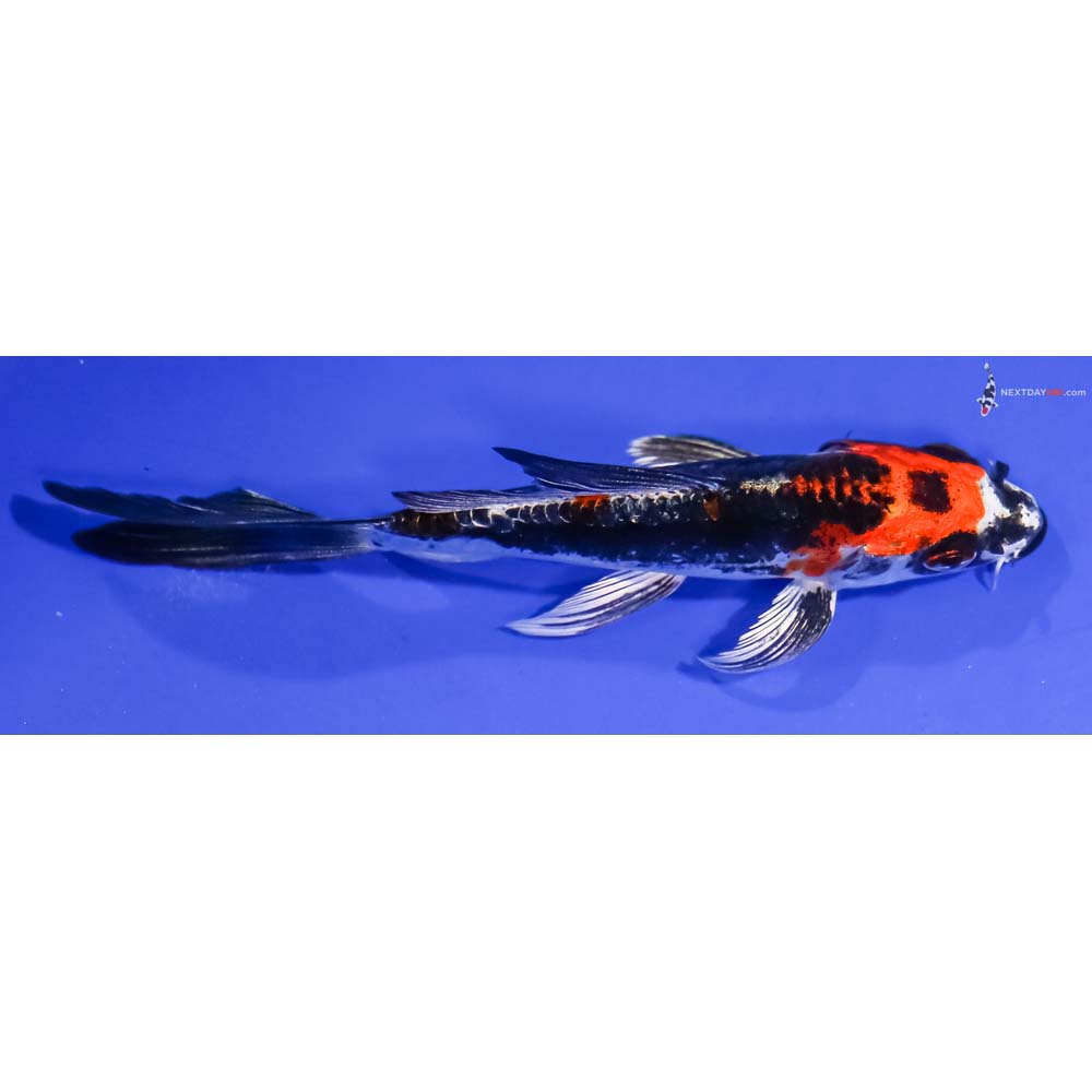 4.5” Imported Kin Kikokuryu Butterfly Koi