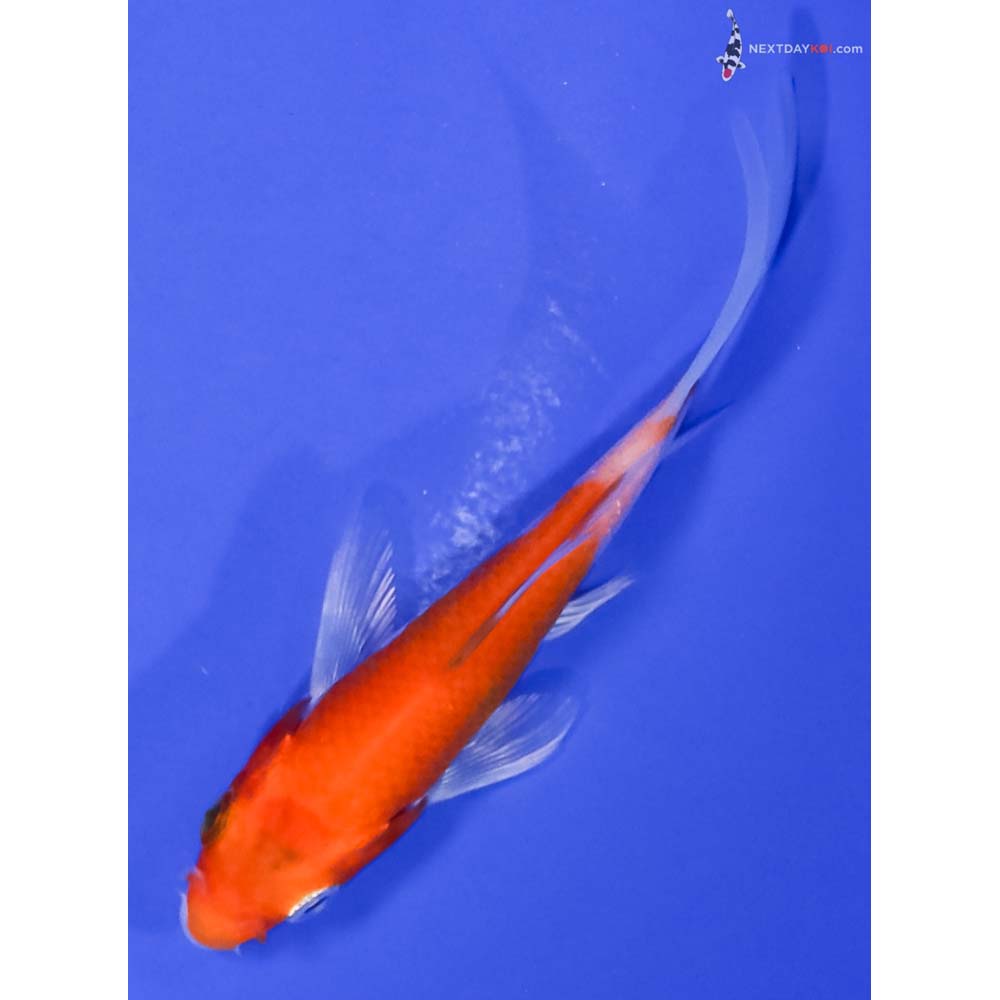 4” Imported Glass Fin Kohaku Butterfly Koi