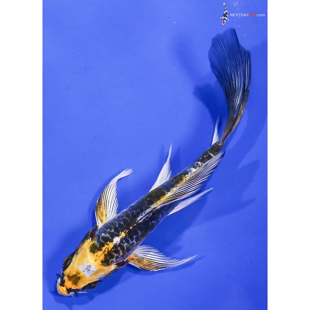 4.5” Imported Armor Scaled Kujaku Butterfly Koi