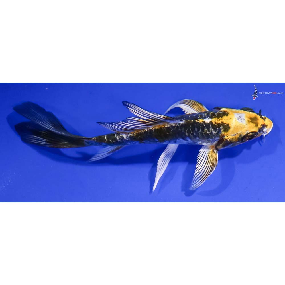 4.5” Imported Armor Scaled Kujaku Butterfly Koi