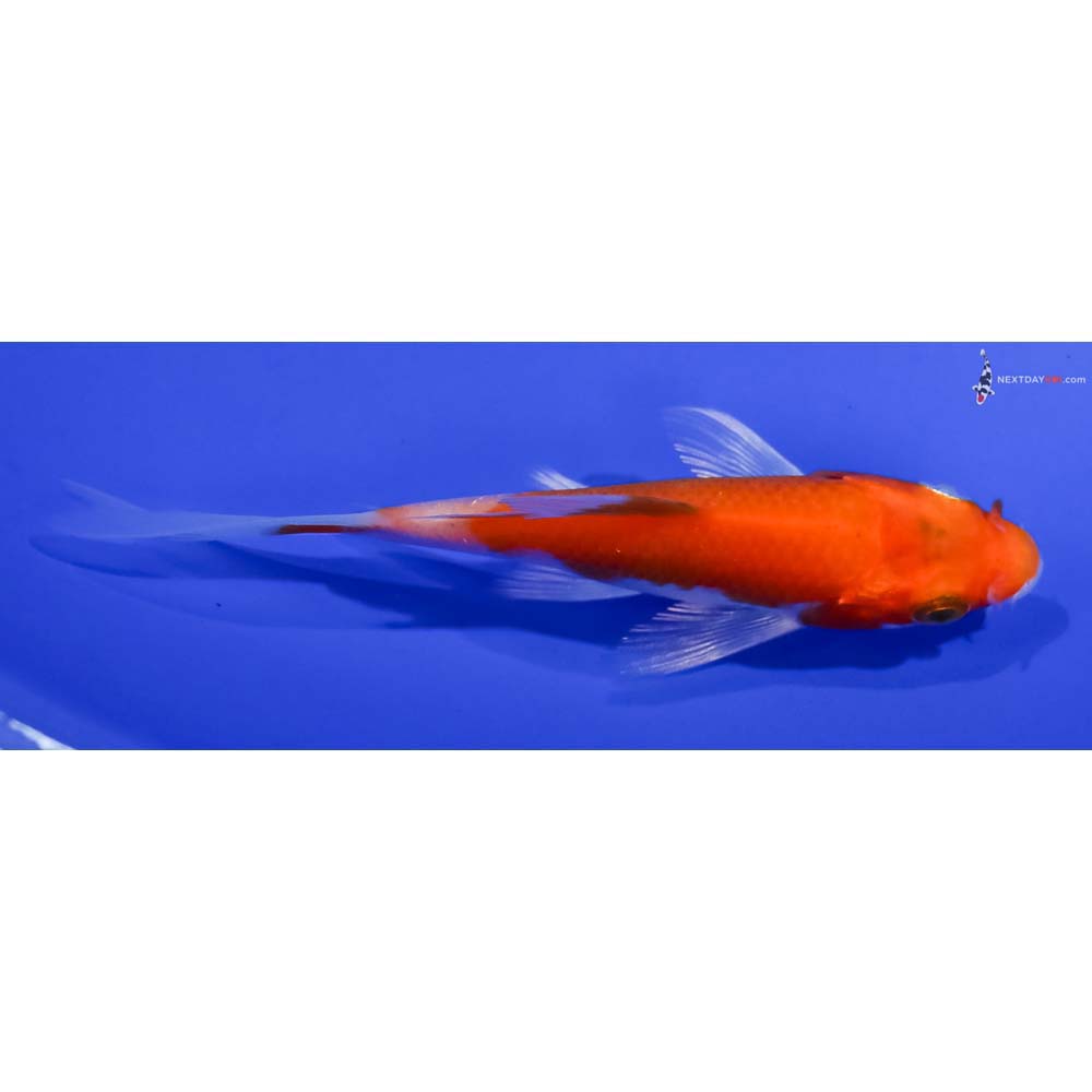 4” Imported Glass Fin Kohaku Butterfly Koi