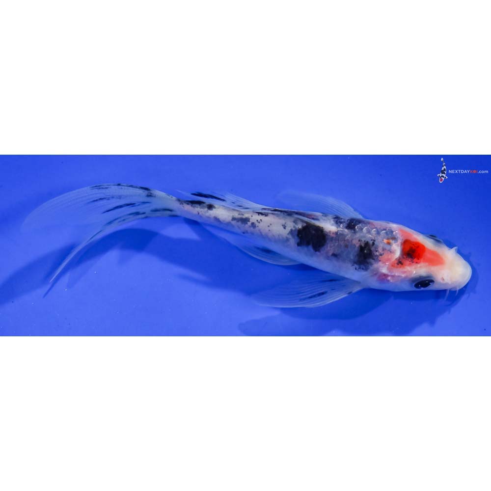 4.5” Imported Sanke Butterfly Koi